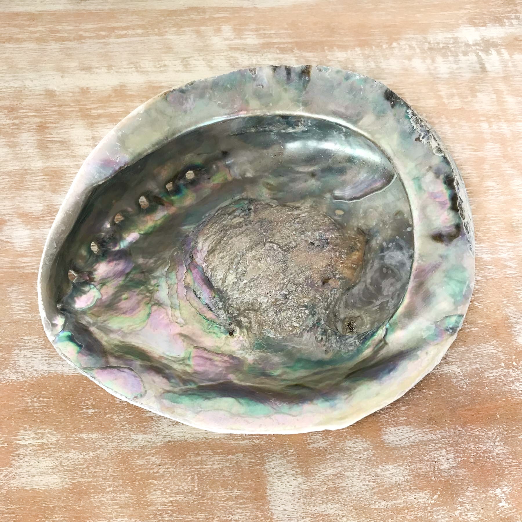 Coquille d'ormeau grande XL