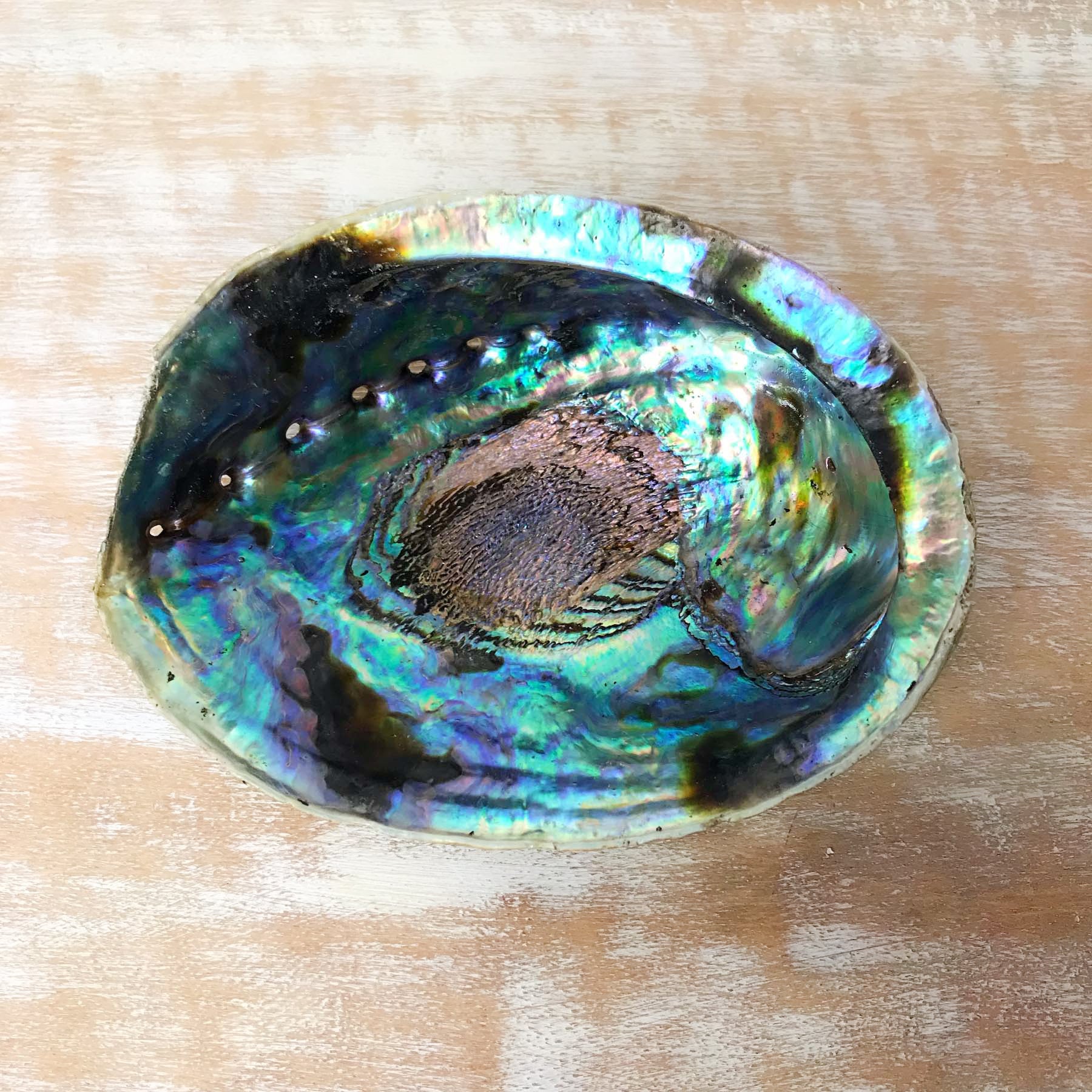 Coquille d'ormeau vert