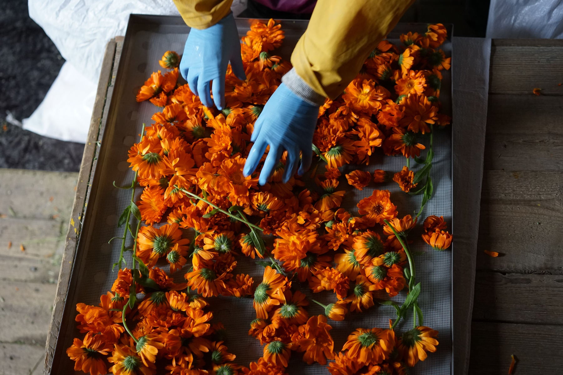 Choyez votre peau avec l'huile pour le visage au calendula (souci) & à la carotte de Frantsila - les meilleurs cosmétiques naturels de Finlande.